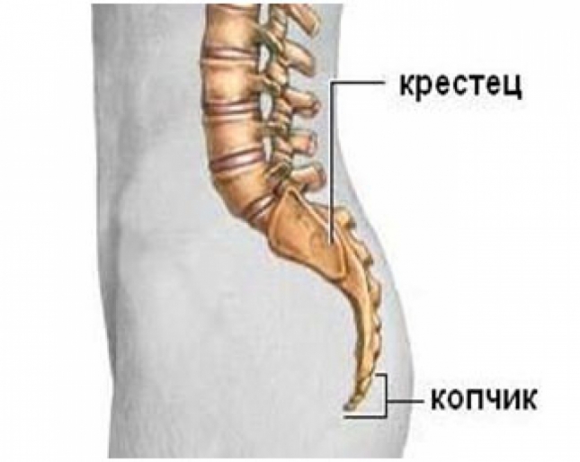 Как выглядит копчик здорового человека