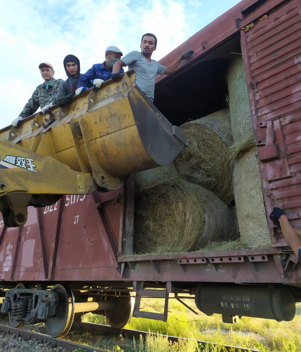 Қарағанды: Бейнеу мен Шетпеге 6000 түк шөп жіберілді
