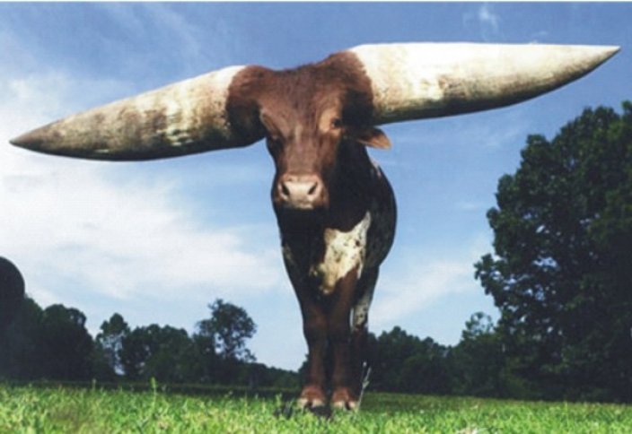 Олар сиыр қыз күйінде аяқтайды