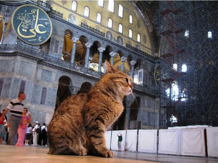 Қырықтан асқан мысық