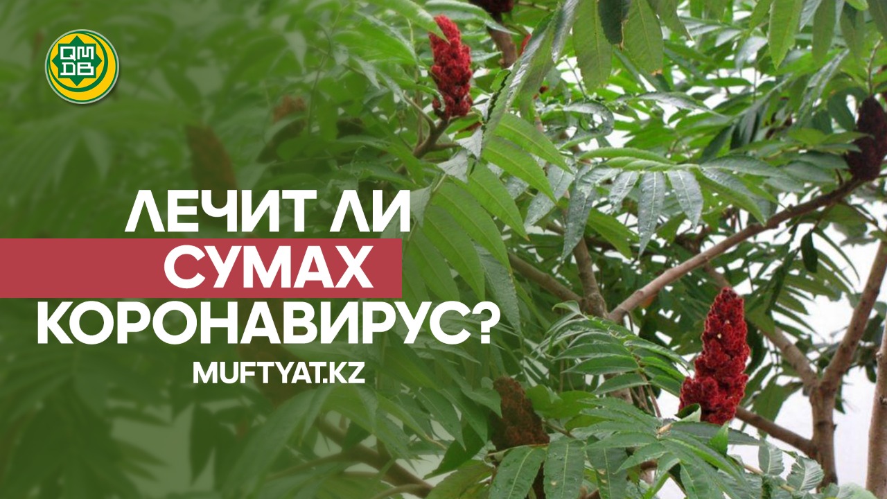 ЛЕЧИТ ЛИ СУМАХ КОРОНАВИРУС?