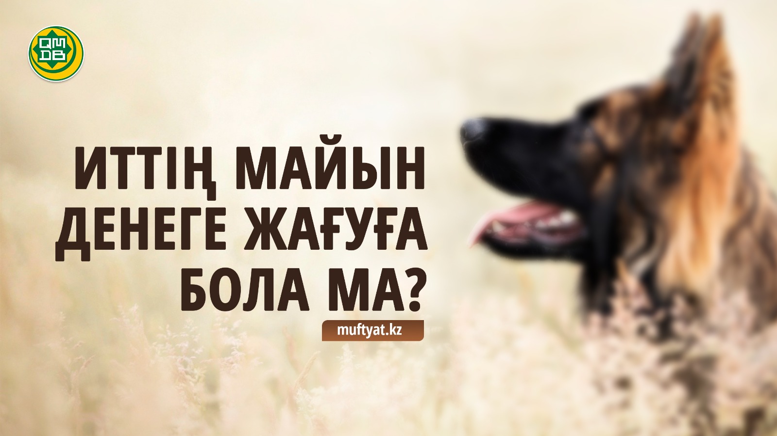ИТТІҢ МАЙЫН ДЕНЕГЕ ЖАҒУҒА БОЛА МА?
