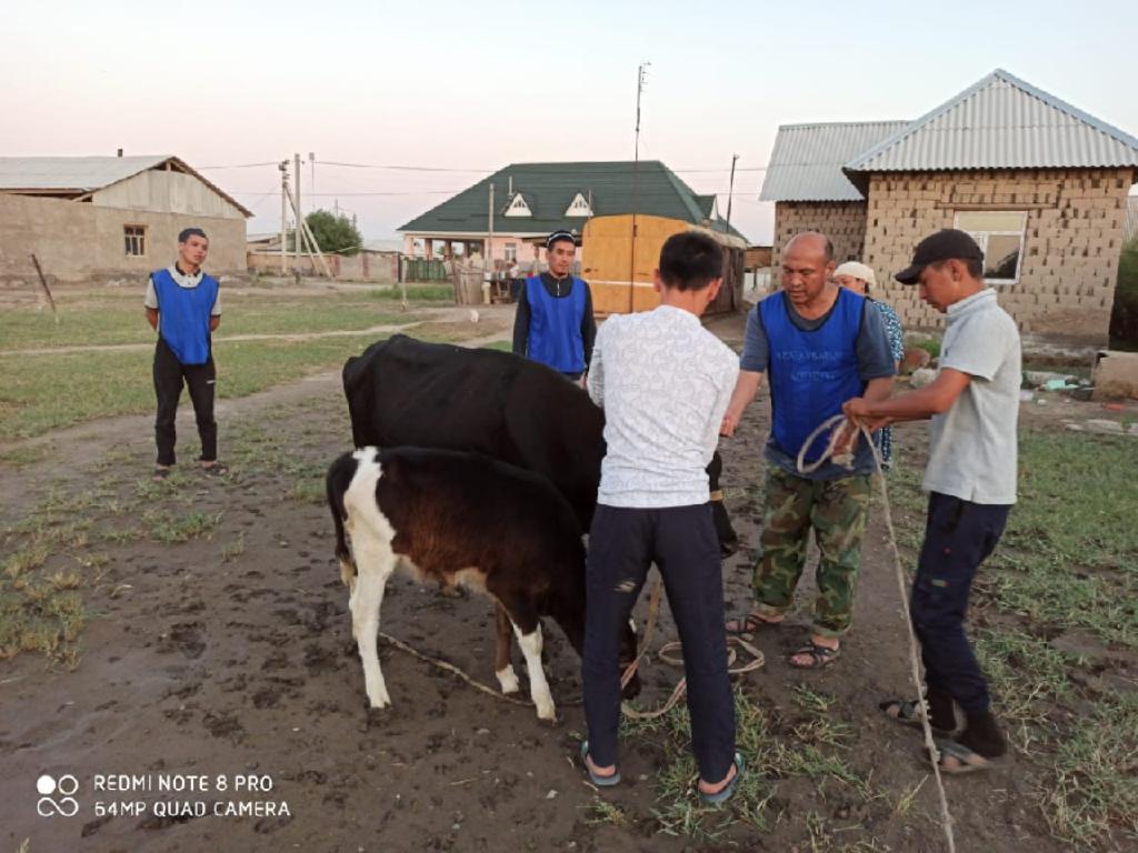 Түркістан: Мұқтаж отбасыға бұзаулы сиыр берді