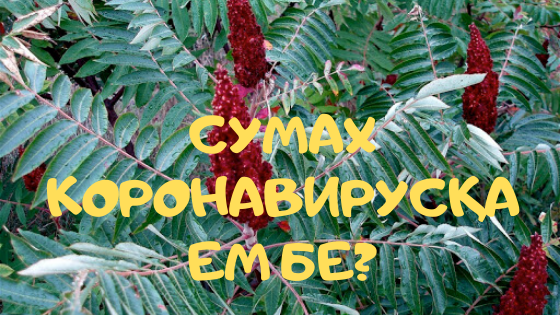 СУМАХ КОРОНАВИРУСҚА ЕМ БЕ?